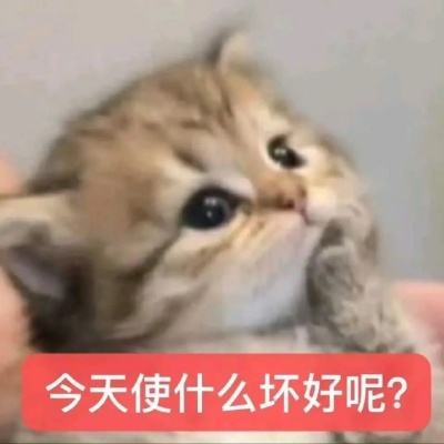 新到账的魔性猫猫表情包 毛茸茸统治互联网计划+1