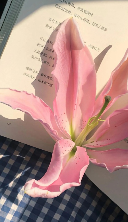 2025被问爆的百合花壁纸合集 高雅浪漫直接拿捏