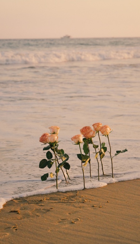 落日玫瑰壁纸大赏 把浪漫装进每一寸屏幕