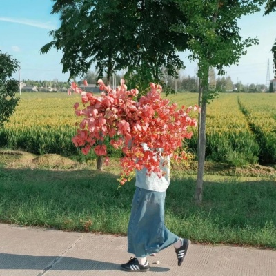 1753063861205369.jpg 640 (12).jpg